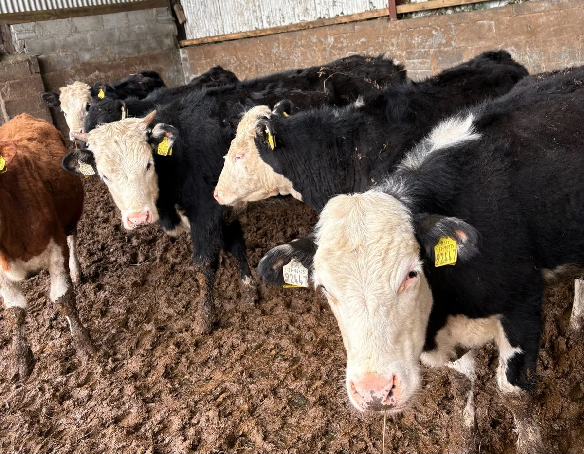Hereford Store Heifers - Image 3