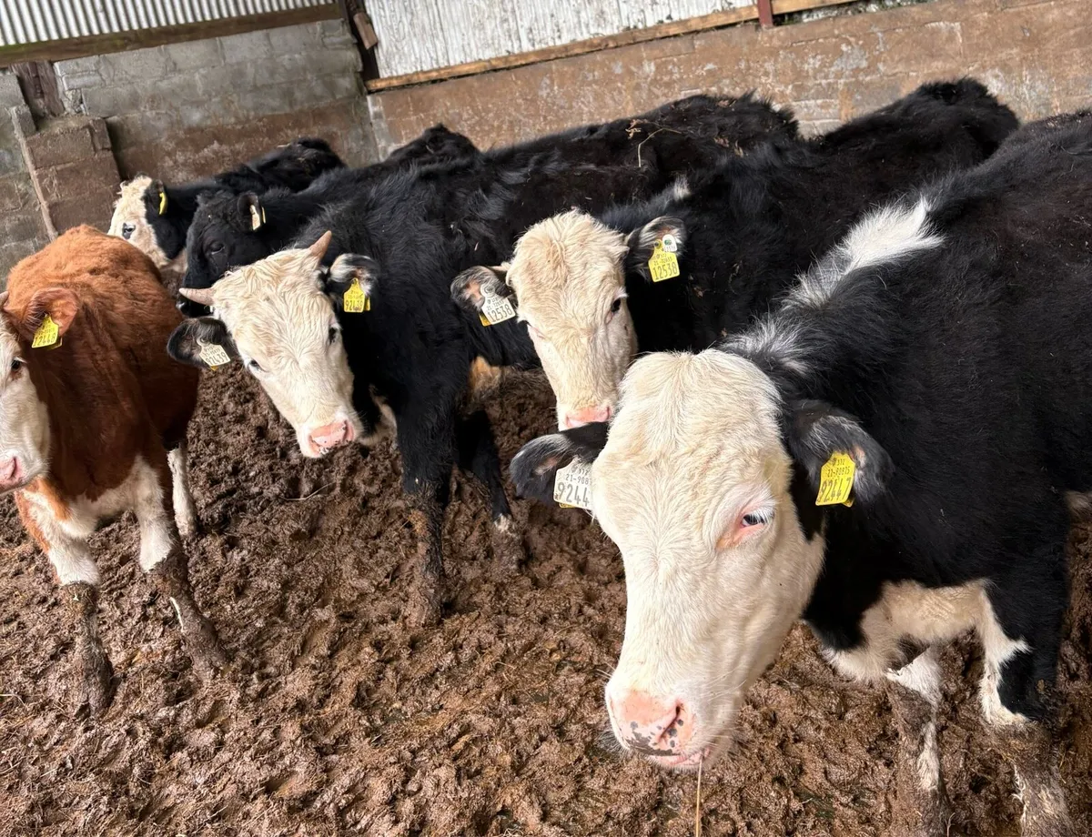 Hereford Store Heifers - Image 1