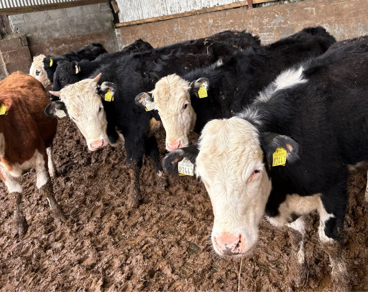 Hereford Store Heifers - Image 4