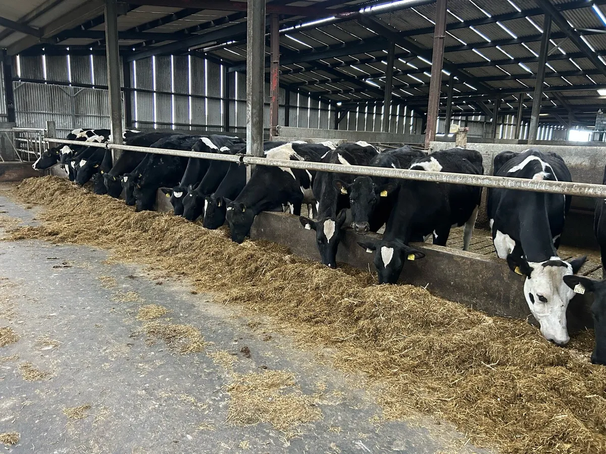 22 Dairy cows - Image 2