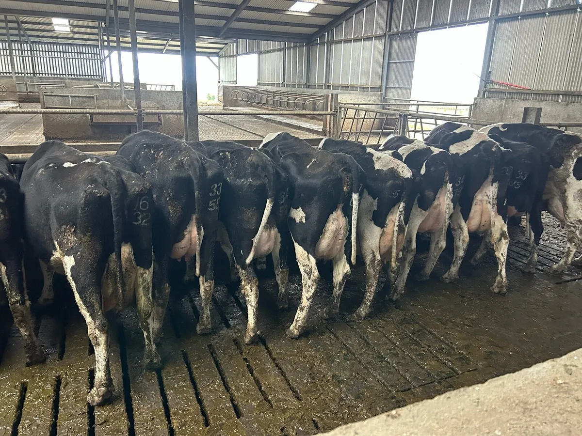 22 Dairy cows - Image 3