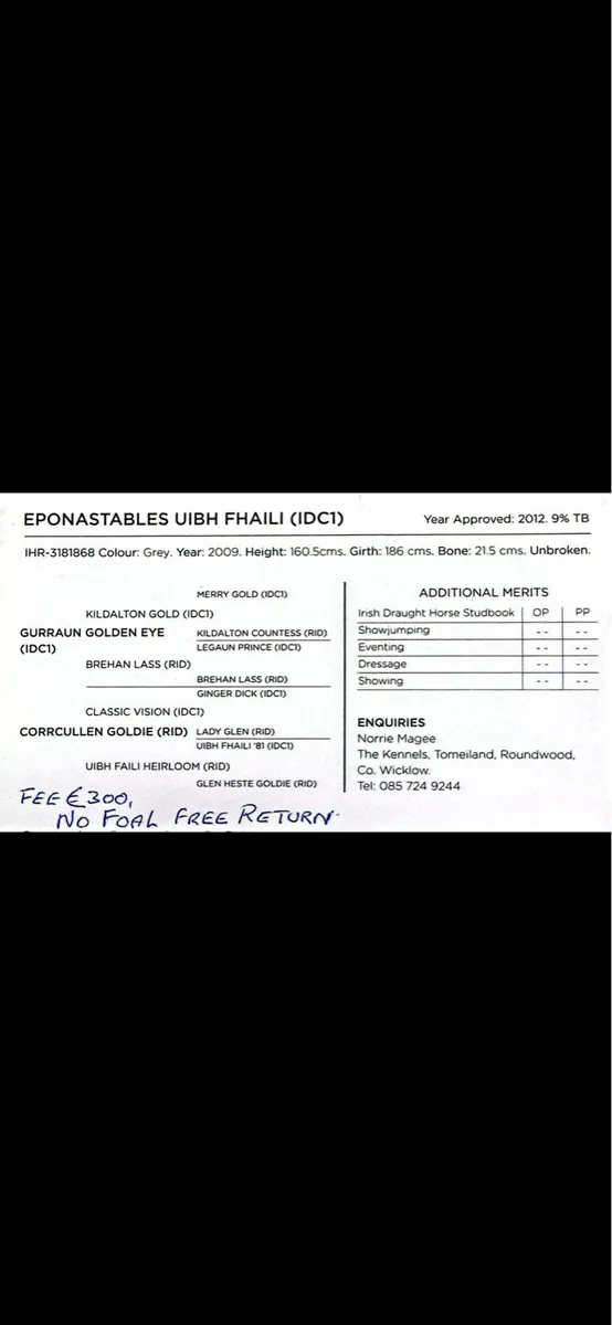 Stallion at stud - Image 2