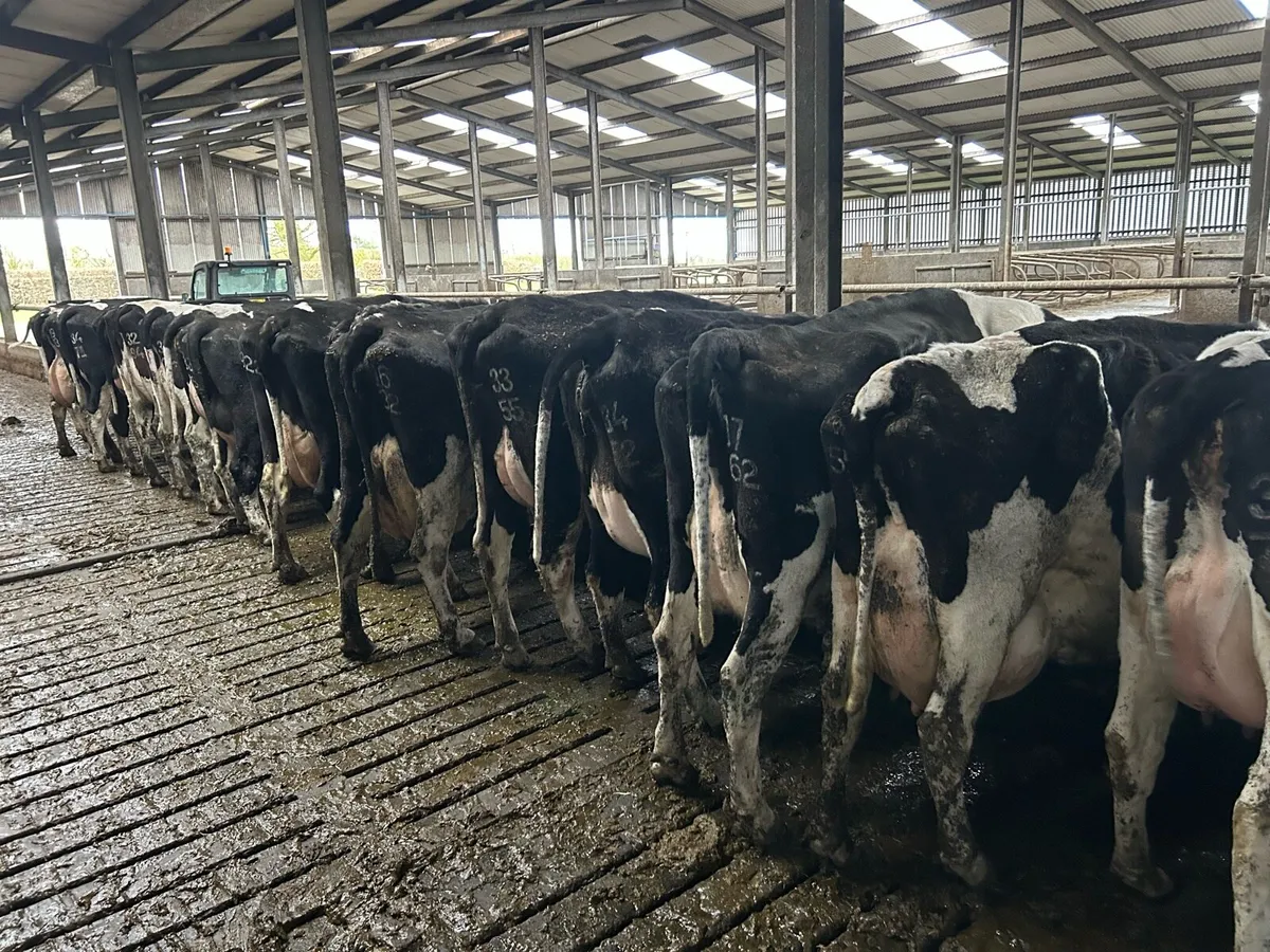 22 Dairy cows - Image 1