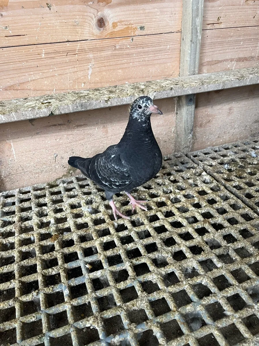 High flyer pigeon & Racer pigeon - Image 1