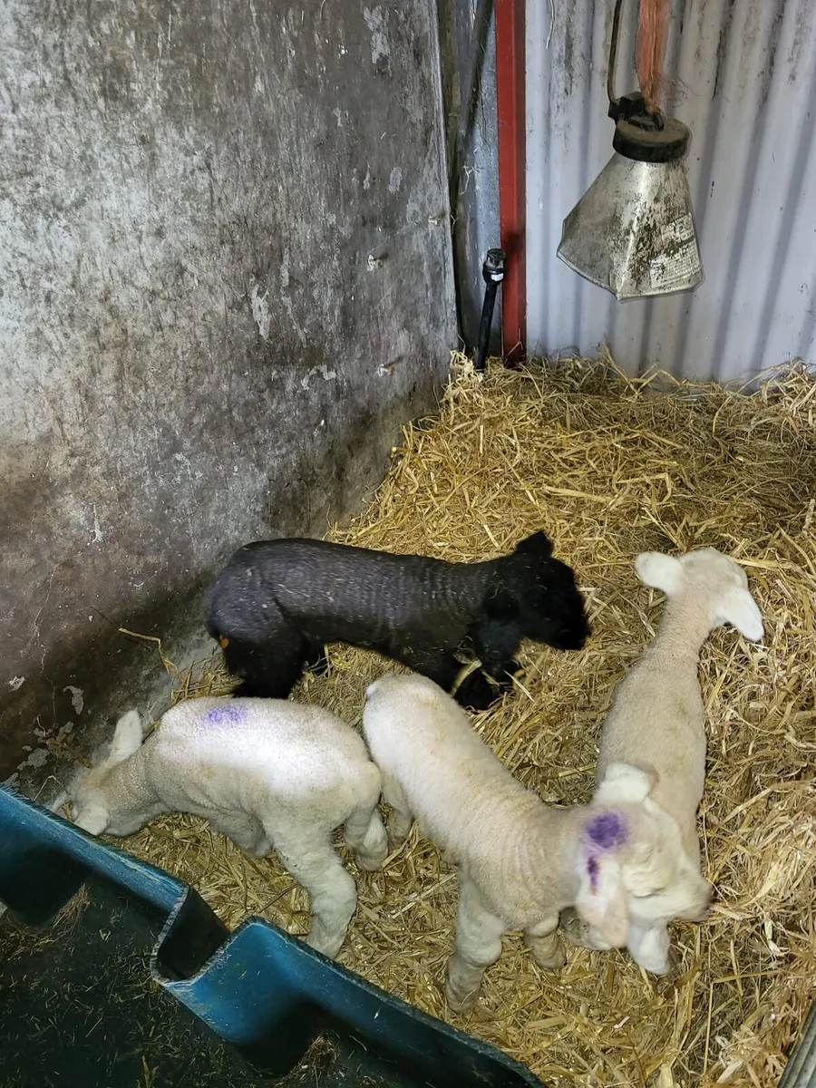 Pet lambs - Image 1