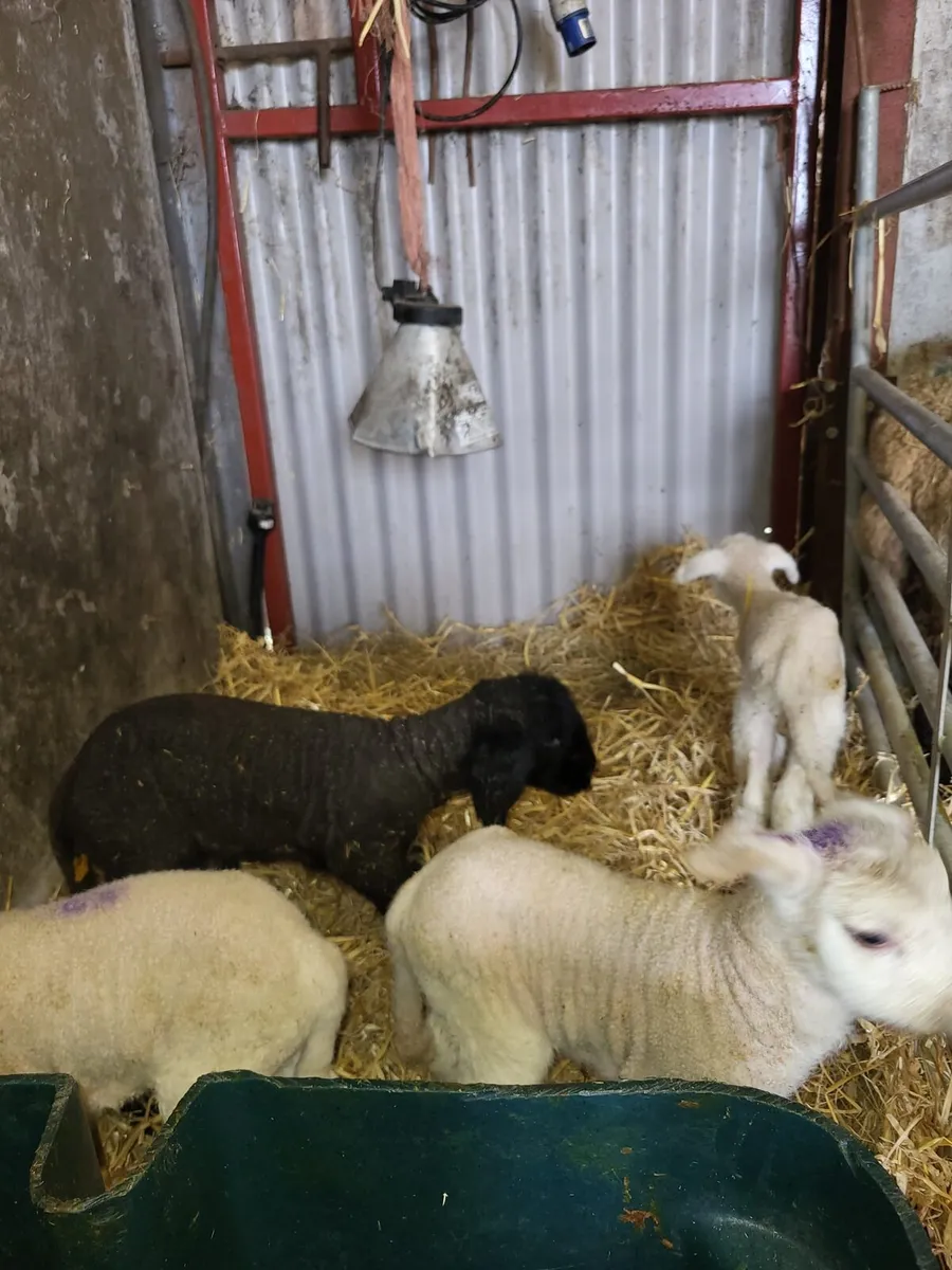 Pet lambs - Image 2