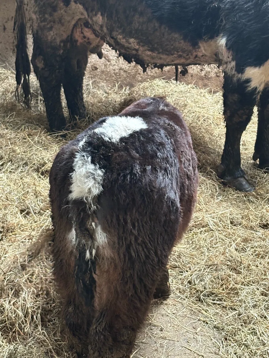 Fully organic cow and calf - Image 2