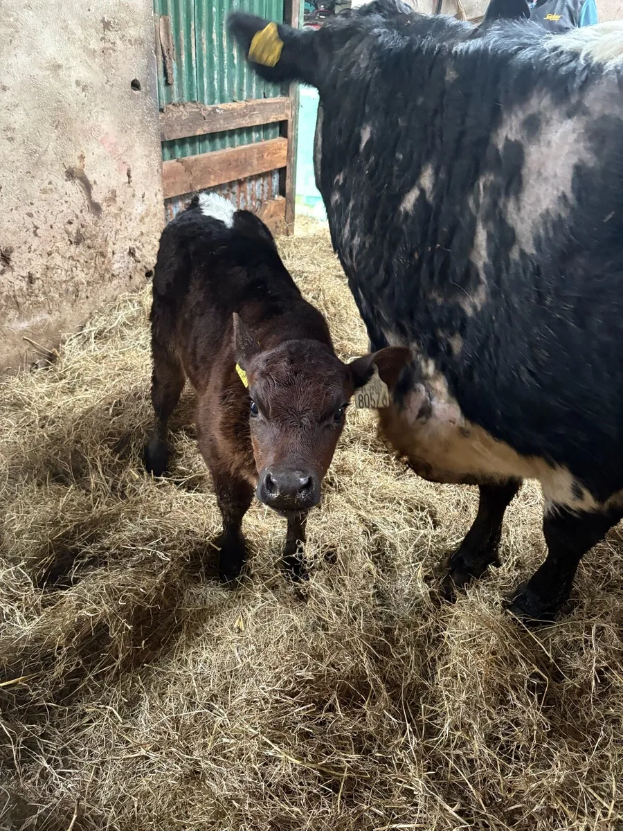 Fully organic cow and calf - Image 4