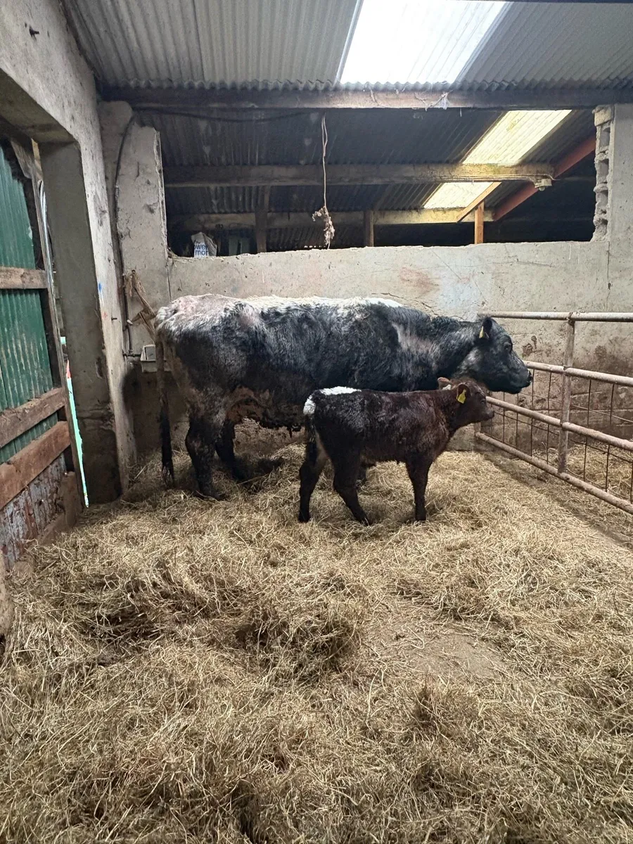 Fully organic cow and calf - Image 3