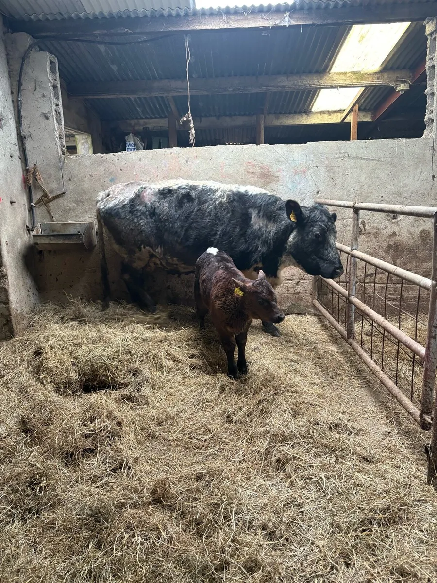 Fully organic cow and calf - Image 1