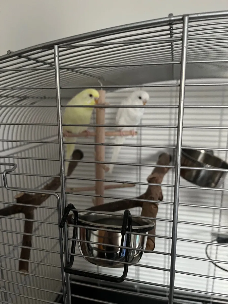 Budgies+ cage and accessories - Image 2