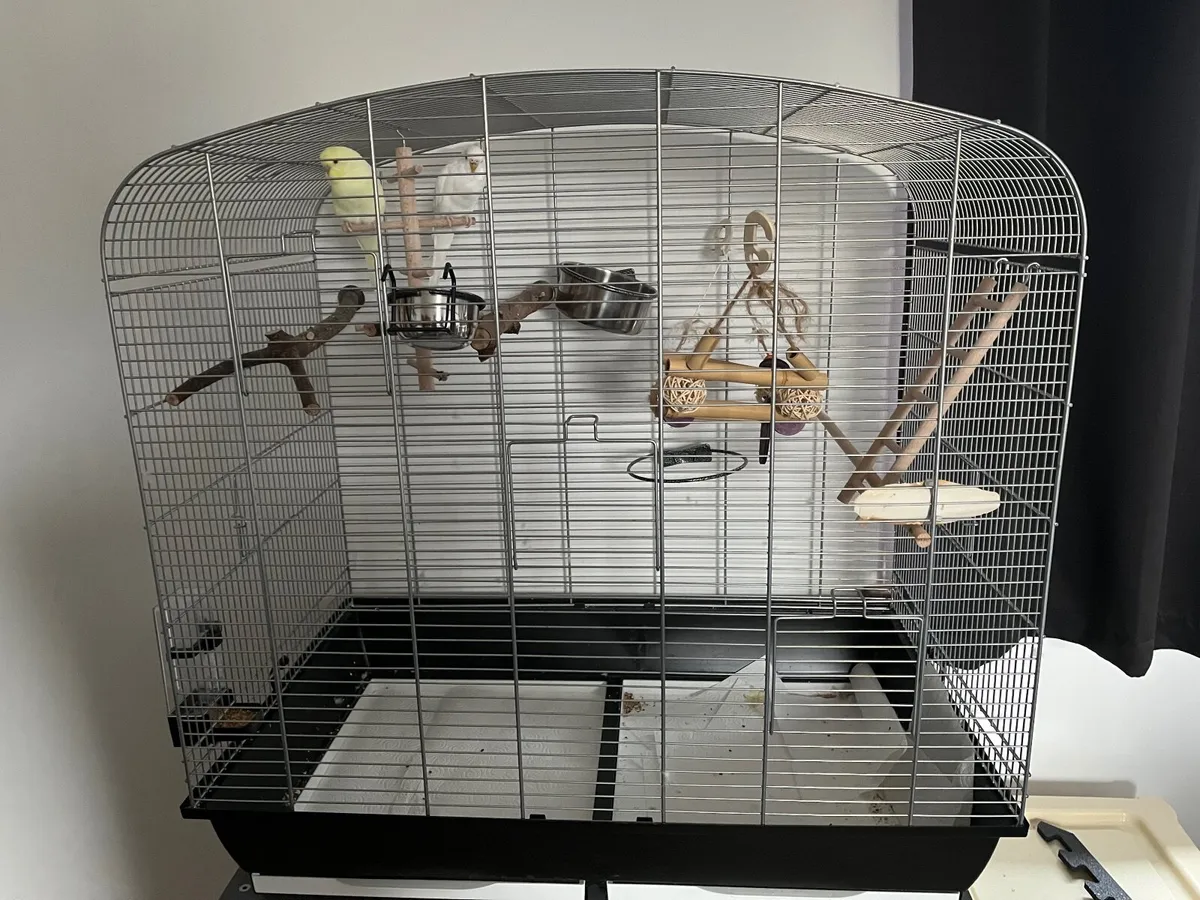 Budgies+ cage and accessories - Image 3