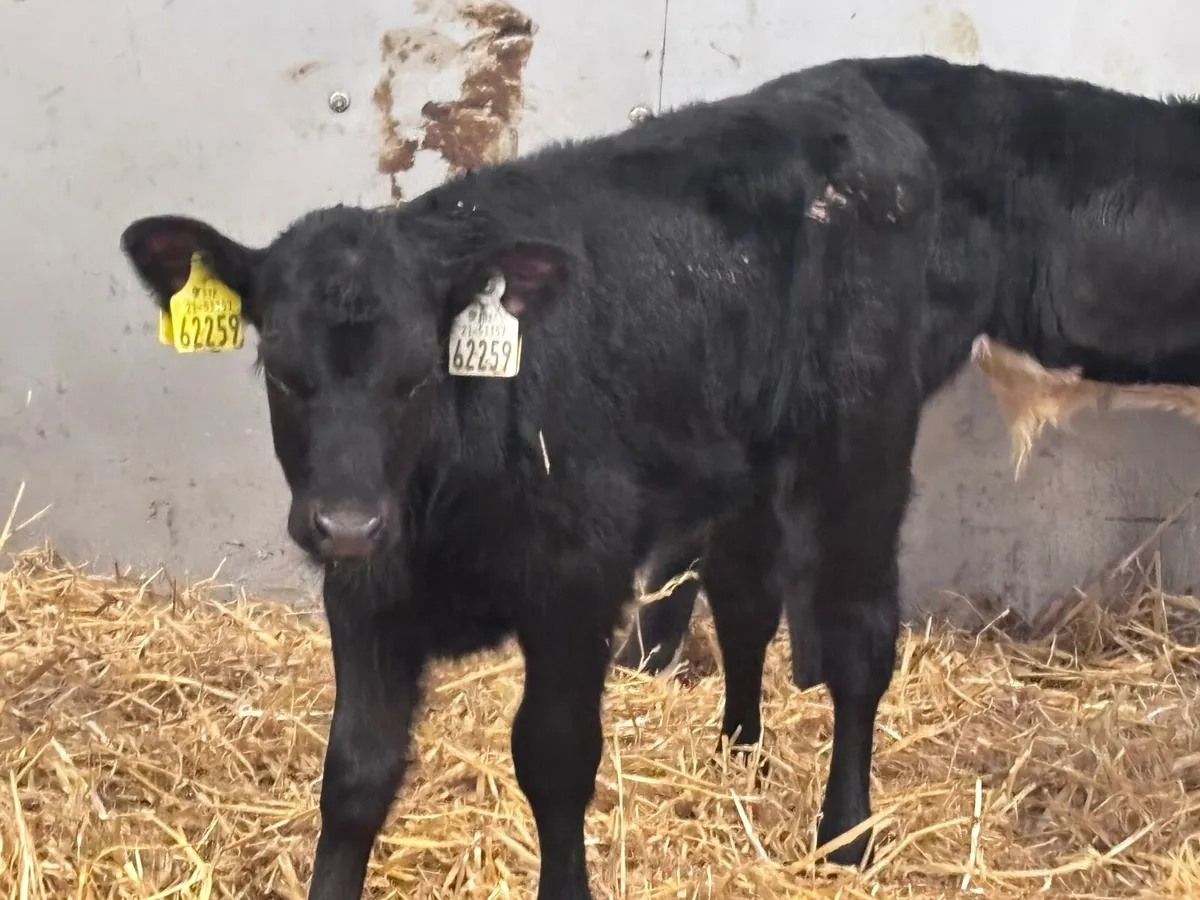 5 calves for sale @€225 - Image 2