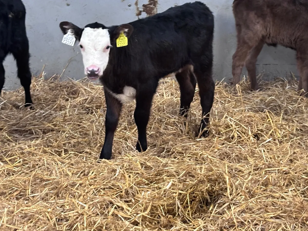 5 calves for sale @€225 - Image 3