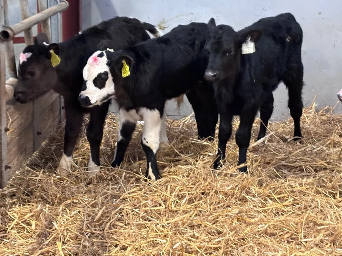 5 calves for sale @€225 - Image 1