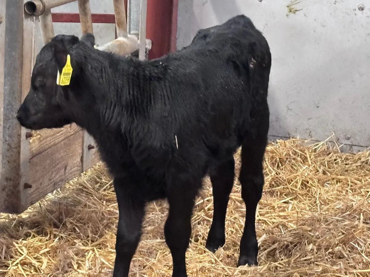 5 calves for sale @€225 - Image 4
