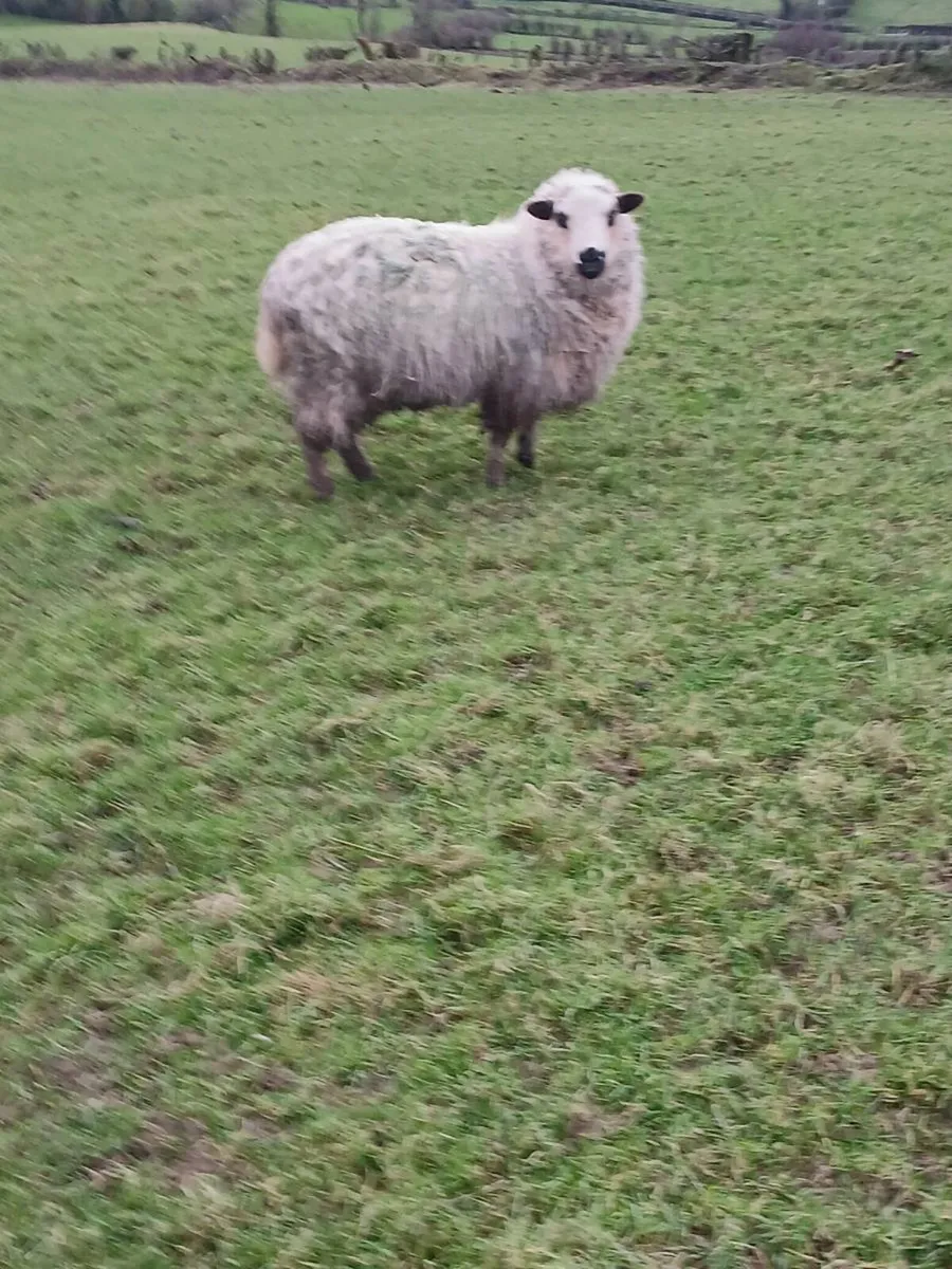 Valasis/zwarbke - Image 2