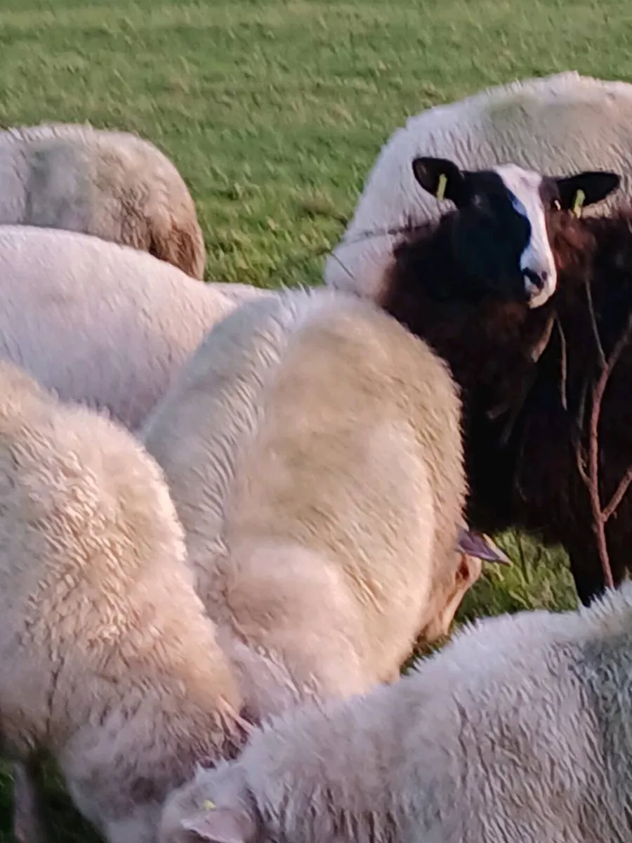 Valasis/zwarbke - Image 3