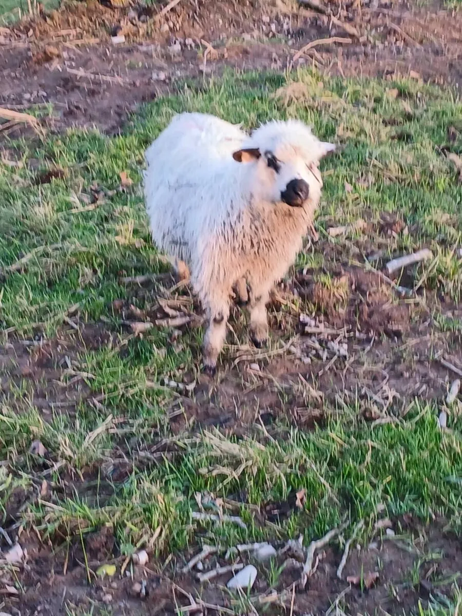 Valasis/zwarbke - Image 4