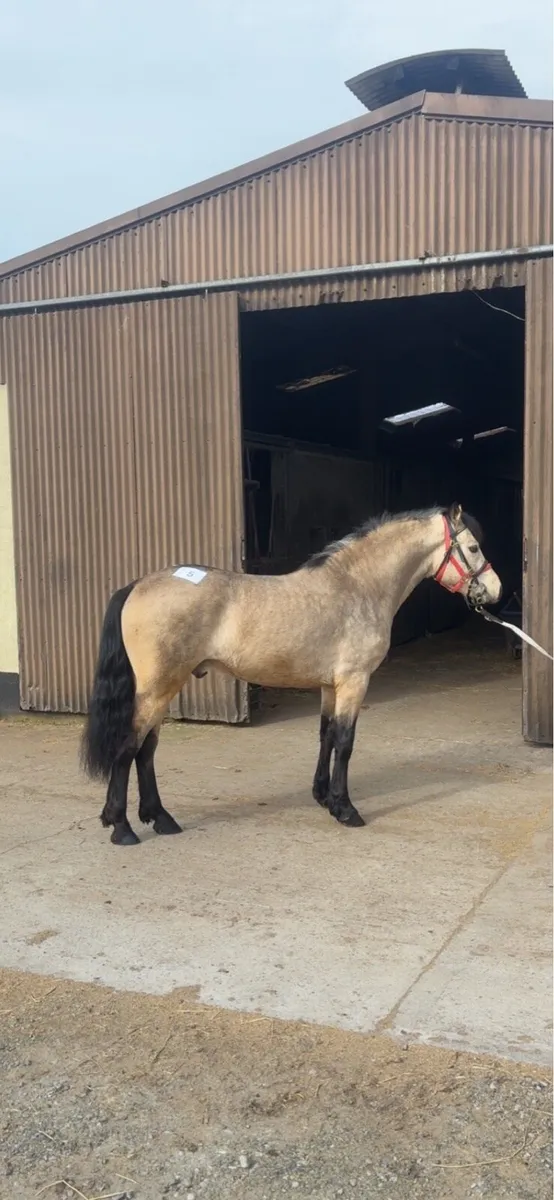 Connemara Stallion - Image 1