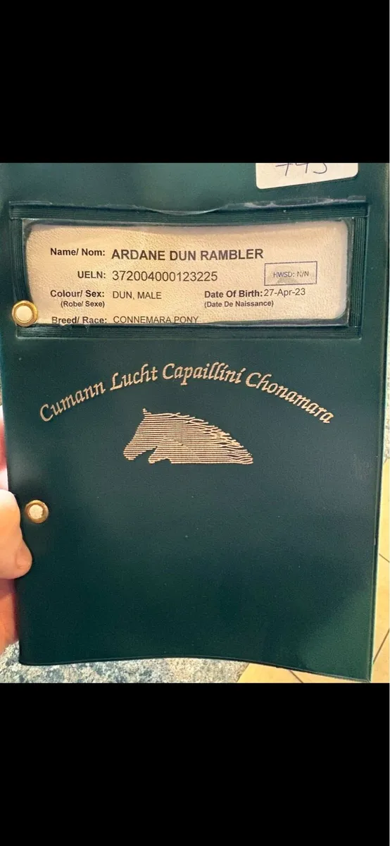 Connemara Stallion - Image 2