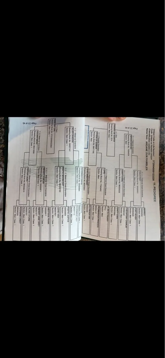 Connemara Stallion - Image 3