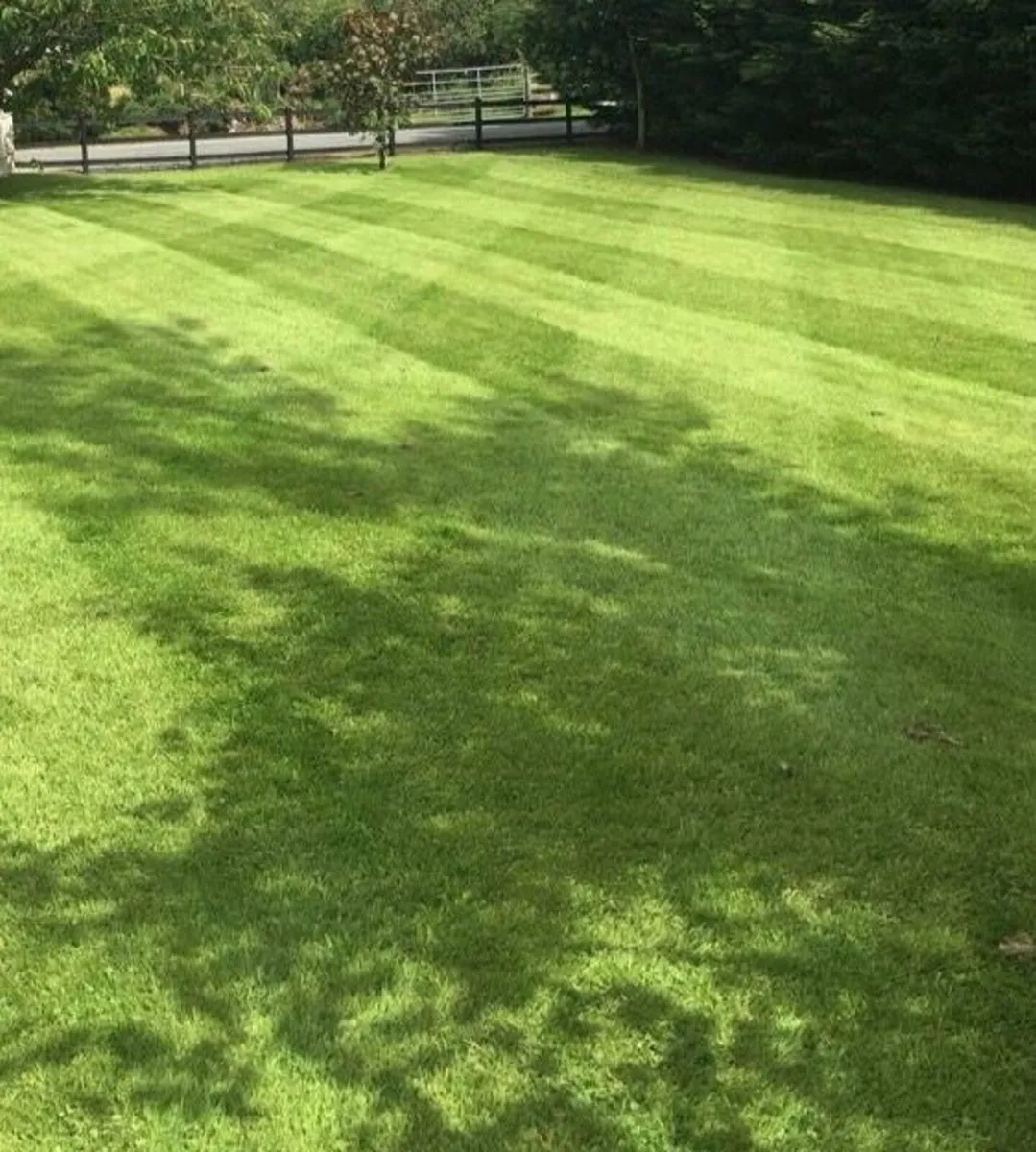 Garden/Lawn cutting twin town area - Image 4