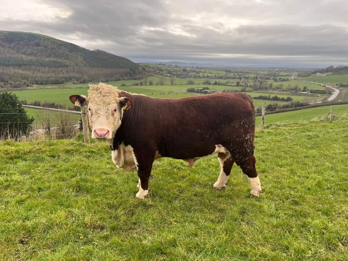 Pedigree Hereford Bulls - Image 1