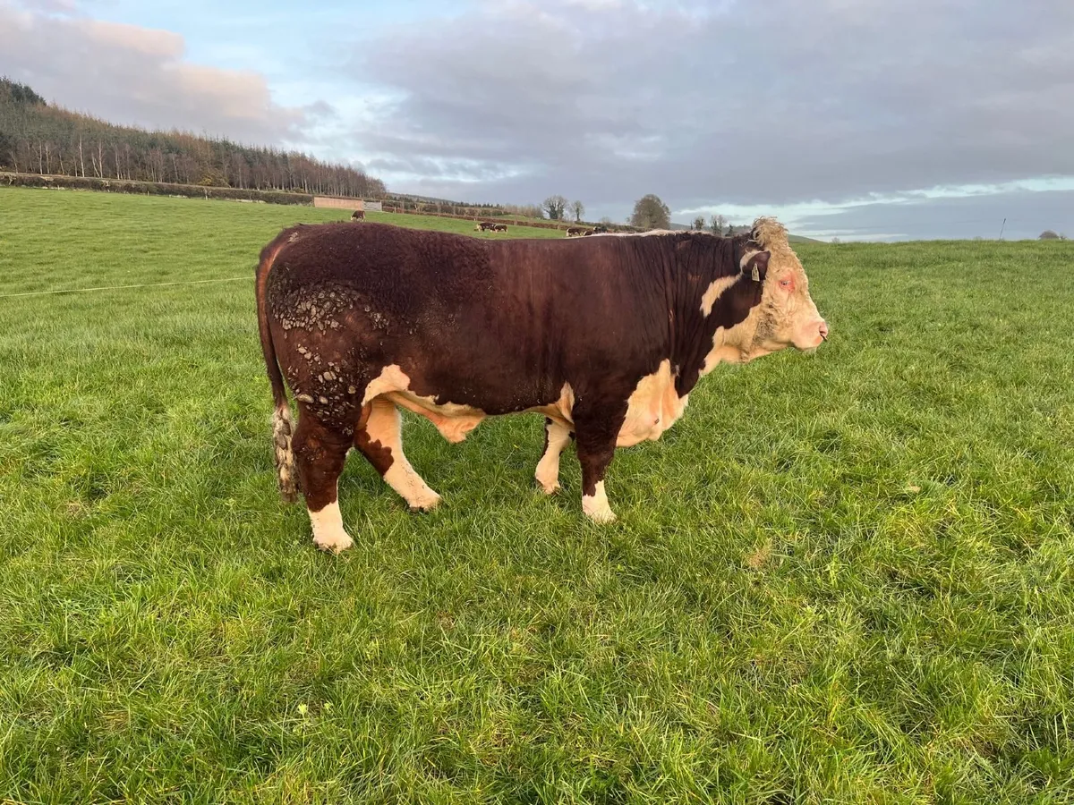Pedigree Hereford Bulls - Image 3