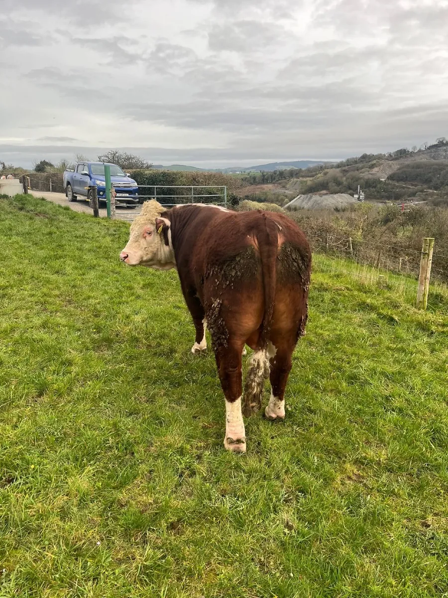 Pedigree Hereford Bulls - Image 2