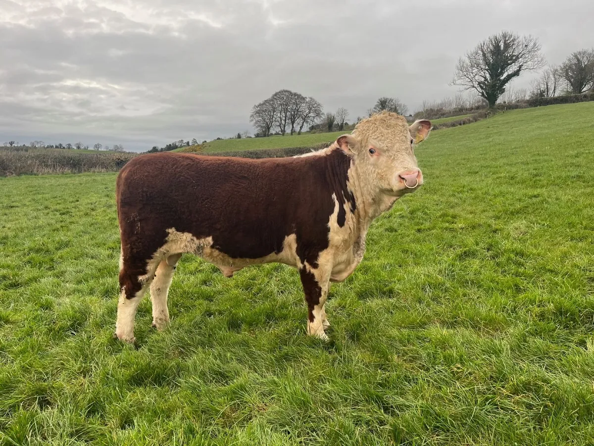 Pedigree Hereford Bulls - Image 4