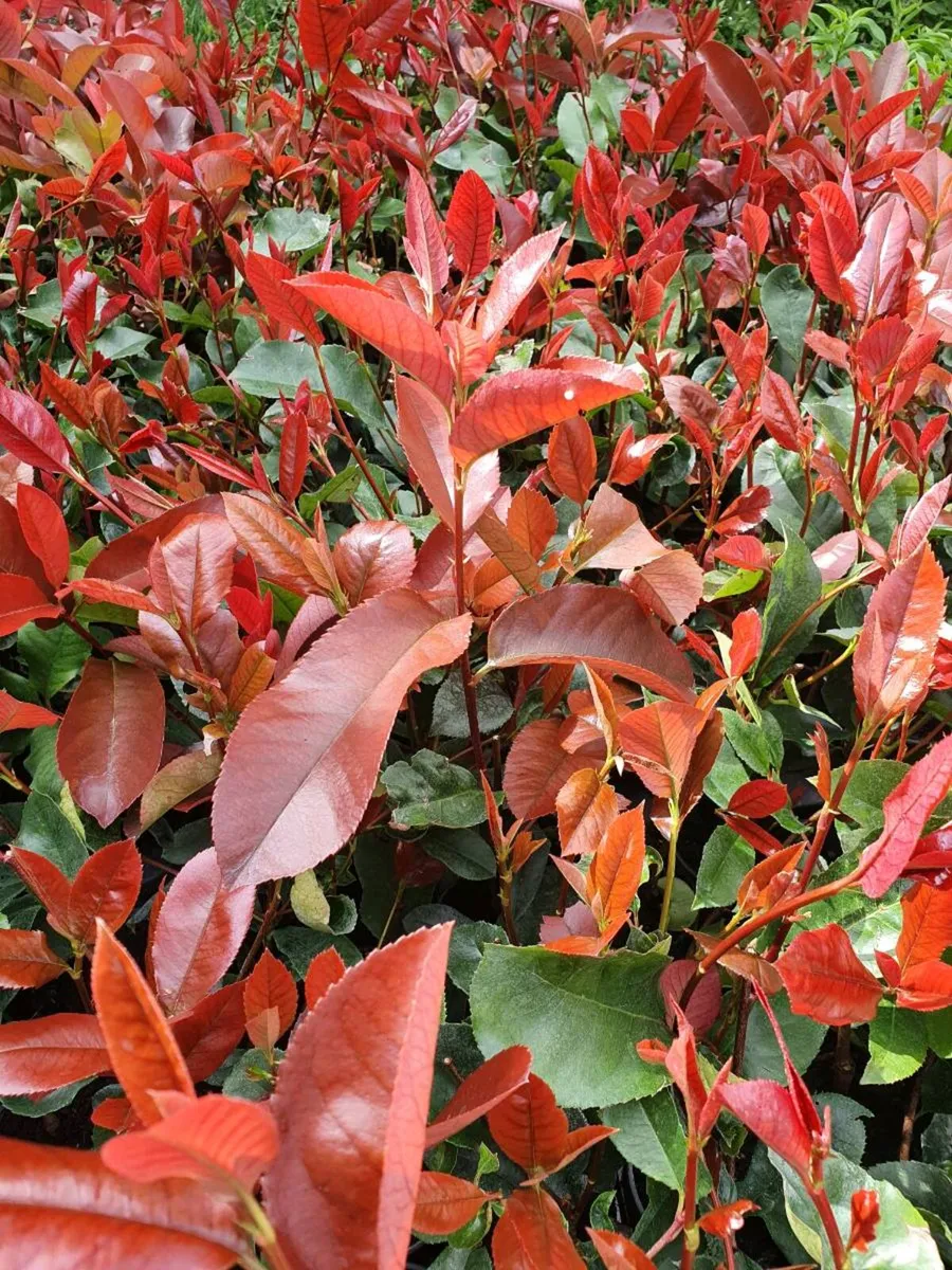 Red Robin Hedging TWO EUROS - Image 3