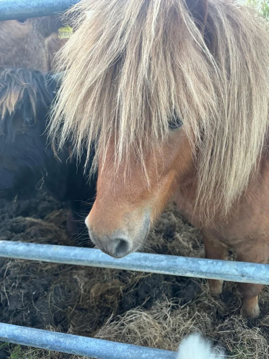 Shetland stallion - Image 1