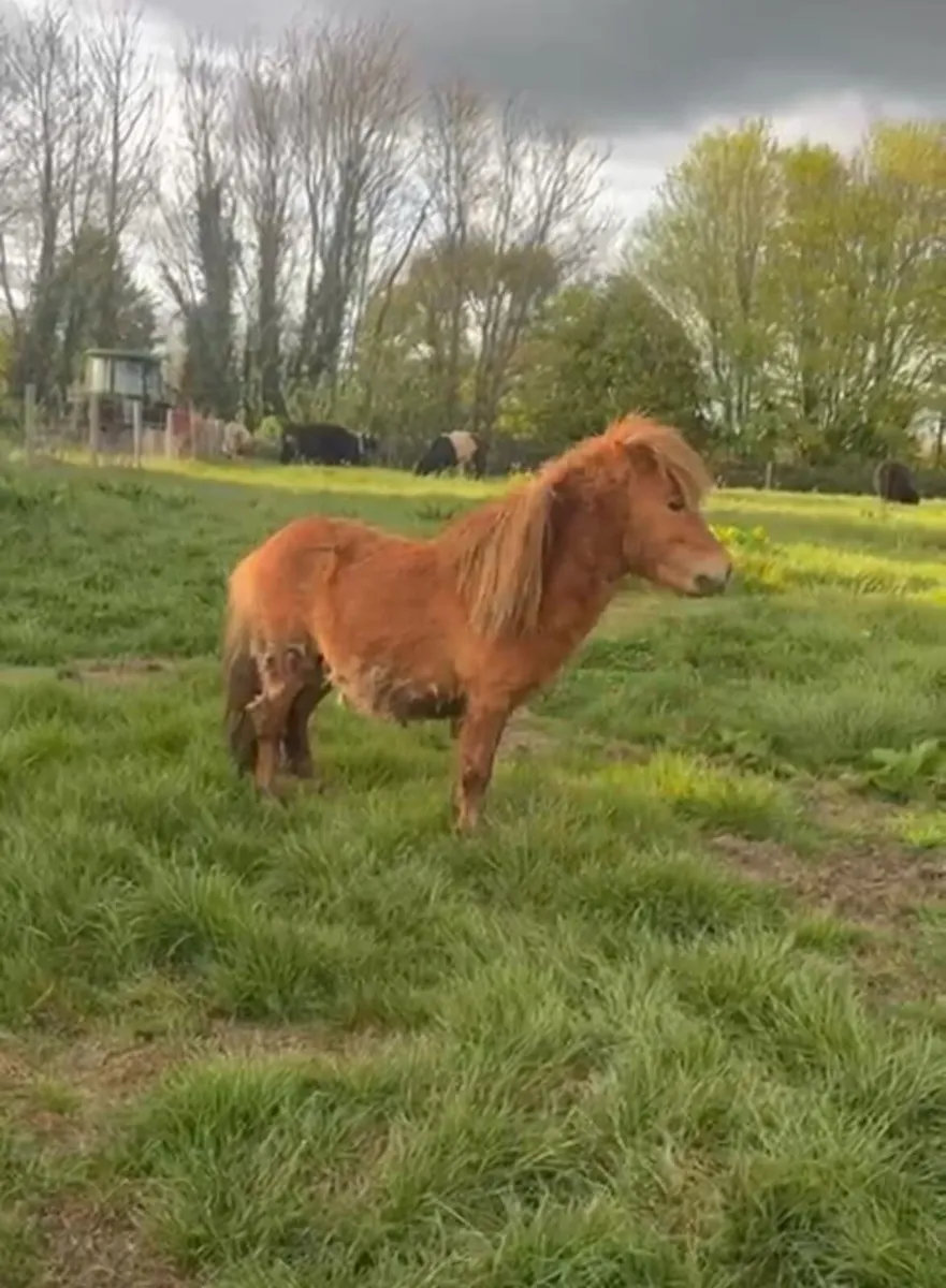 Shetland stallion - Image 2