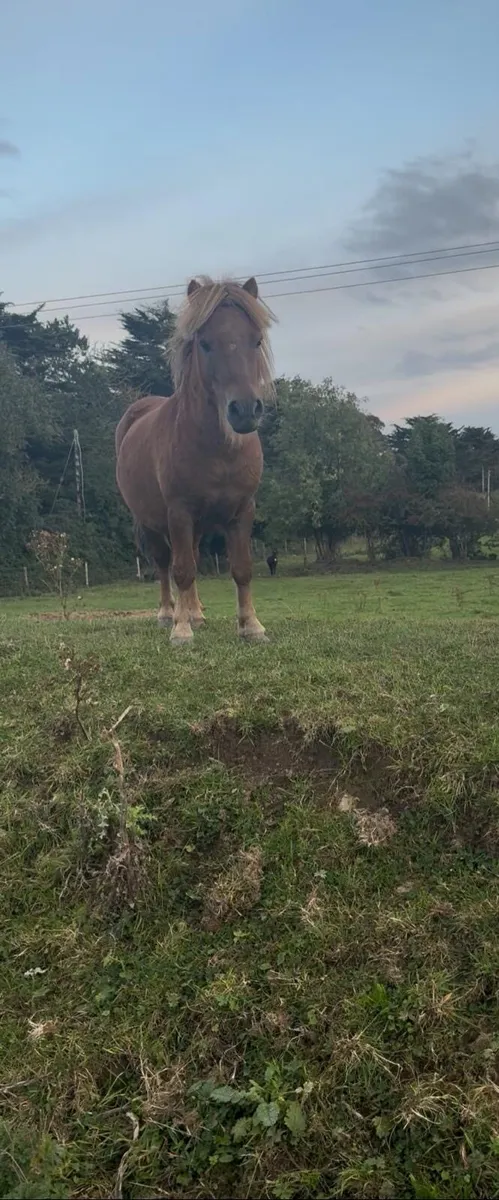 Shetland stallion - Image 3