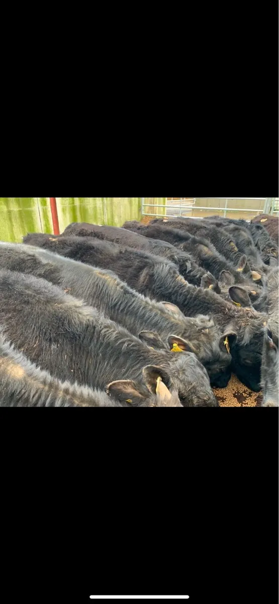 22 Bullocks From One Herd 330kg (No Moves) - Image 2