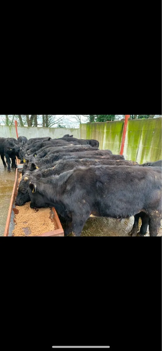 22 Bullocks From One Herd 330kg (No Moves) - Image 1