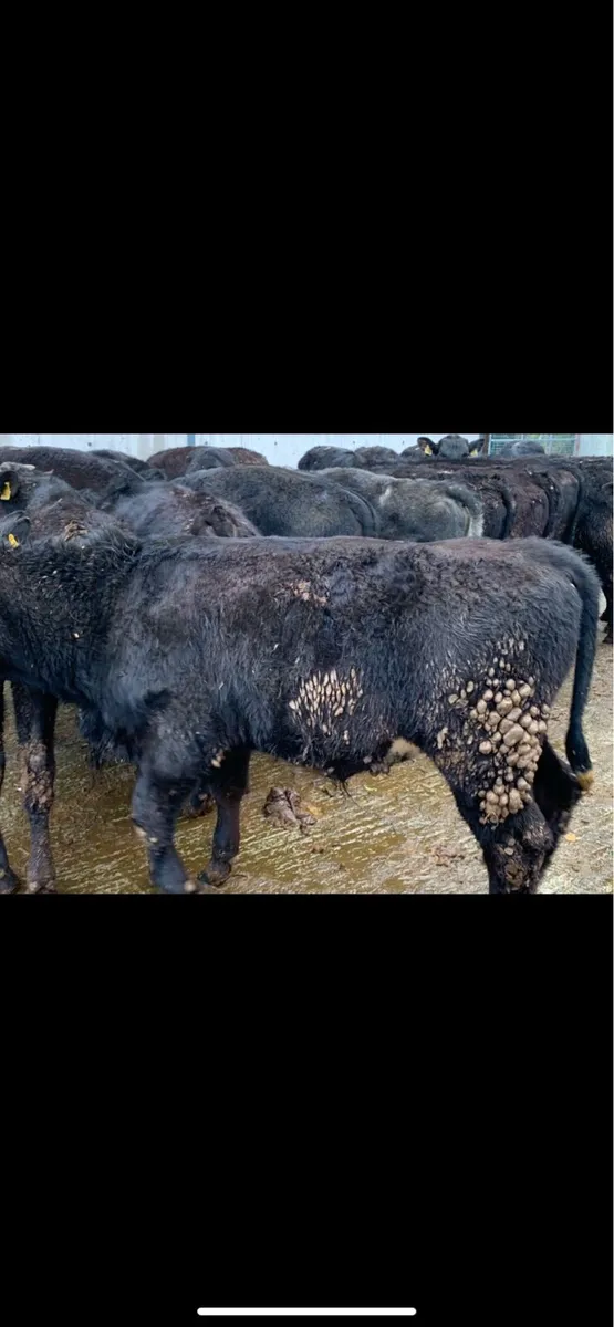 22 Bullocks From One Herd 330kg (No Moves) - Image 3