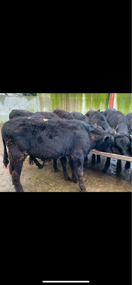 22 Bullocks From One Herd 330kg (No Moves) - Image 4