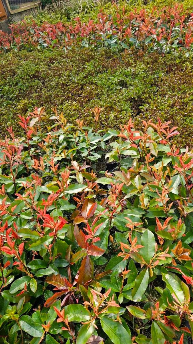 Red Robin Hedging TWO EUROS - Image 1