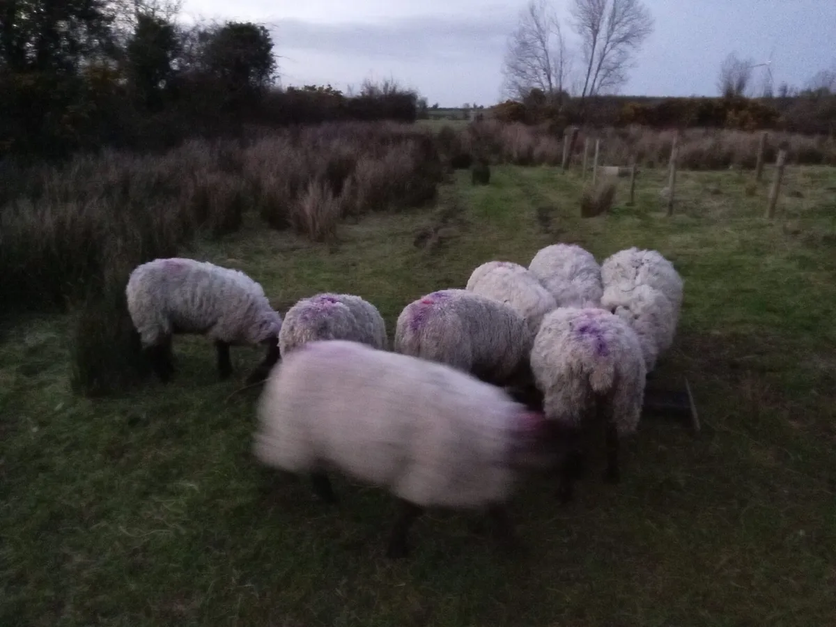 Suffolk Ewe lambs - Image 2