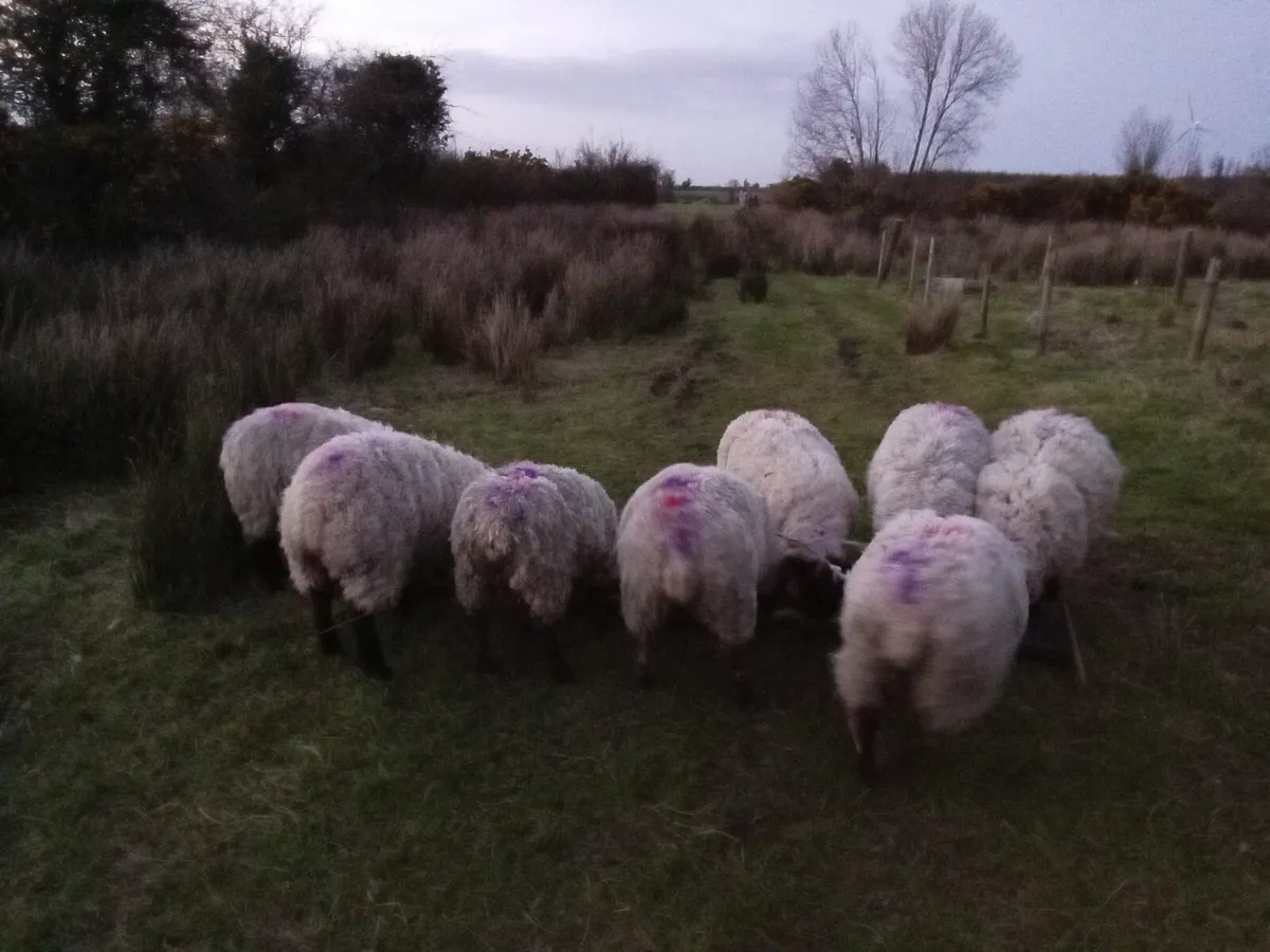 Suffolk Ewe lambs - Image 1