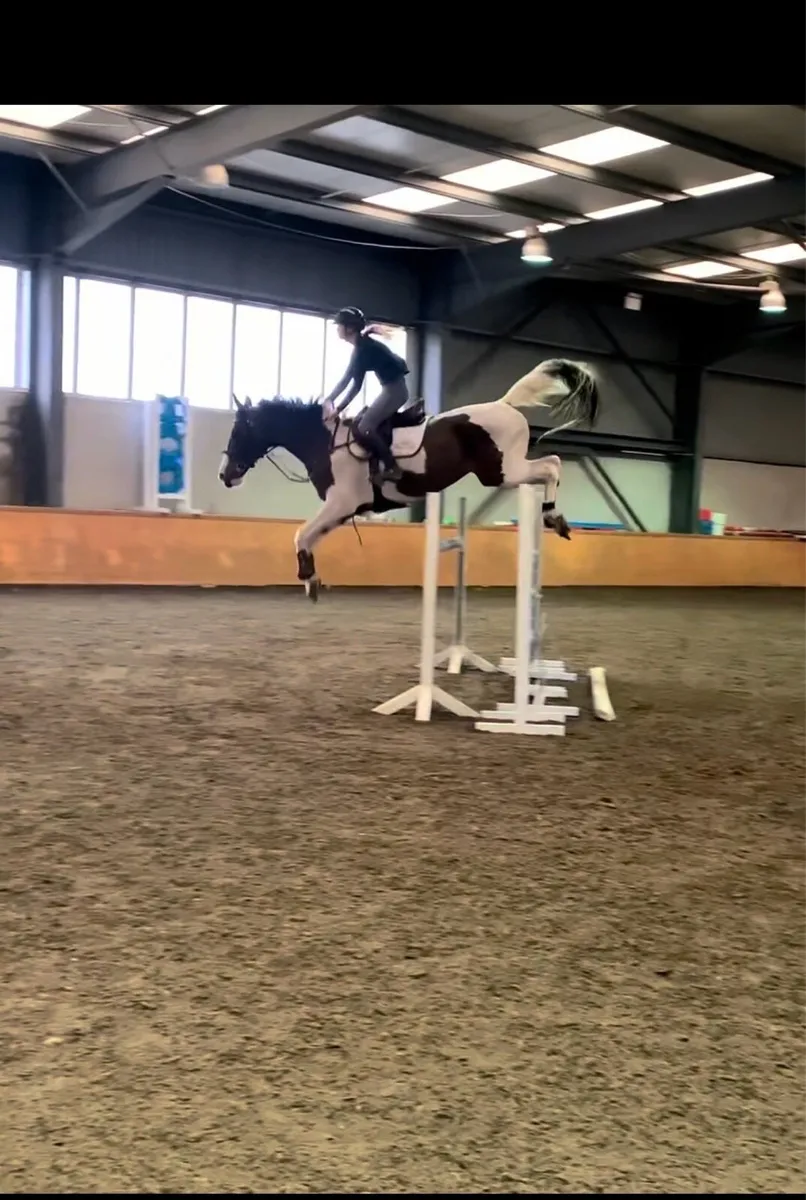 Unique mare - Image 1