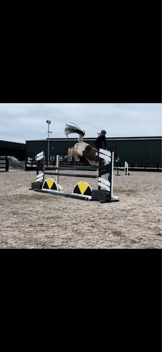 Unique mare - Image 3