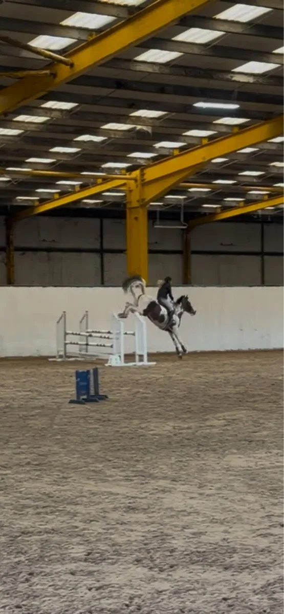 Unique mare - Image 4