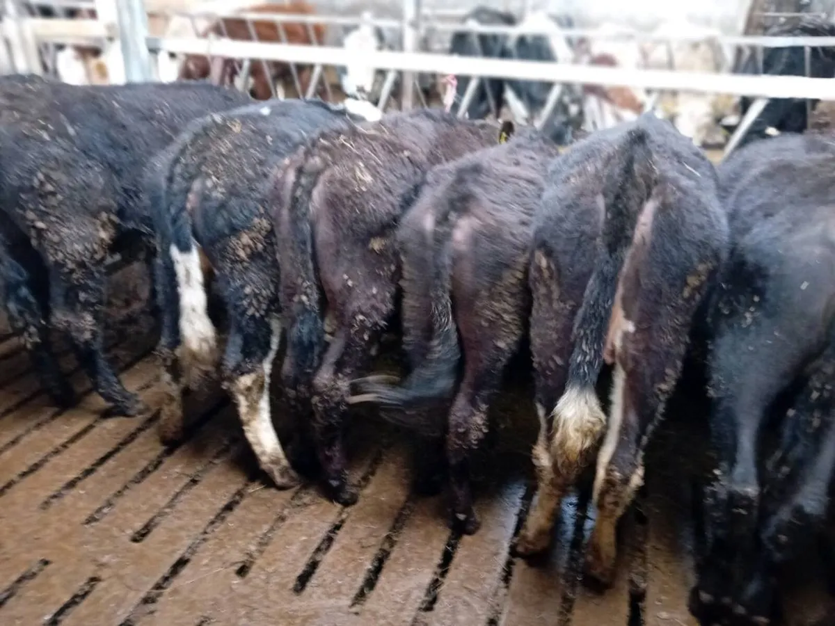 Weanling heifers - Image 1