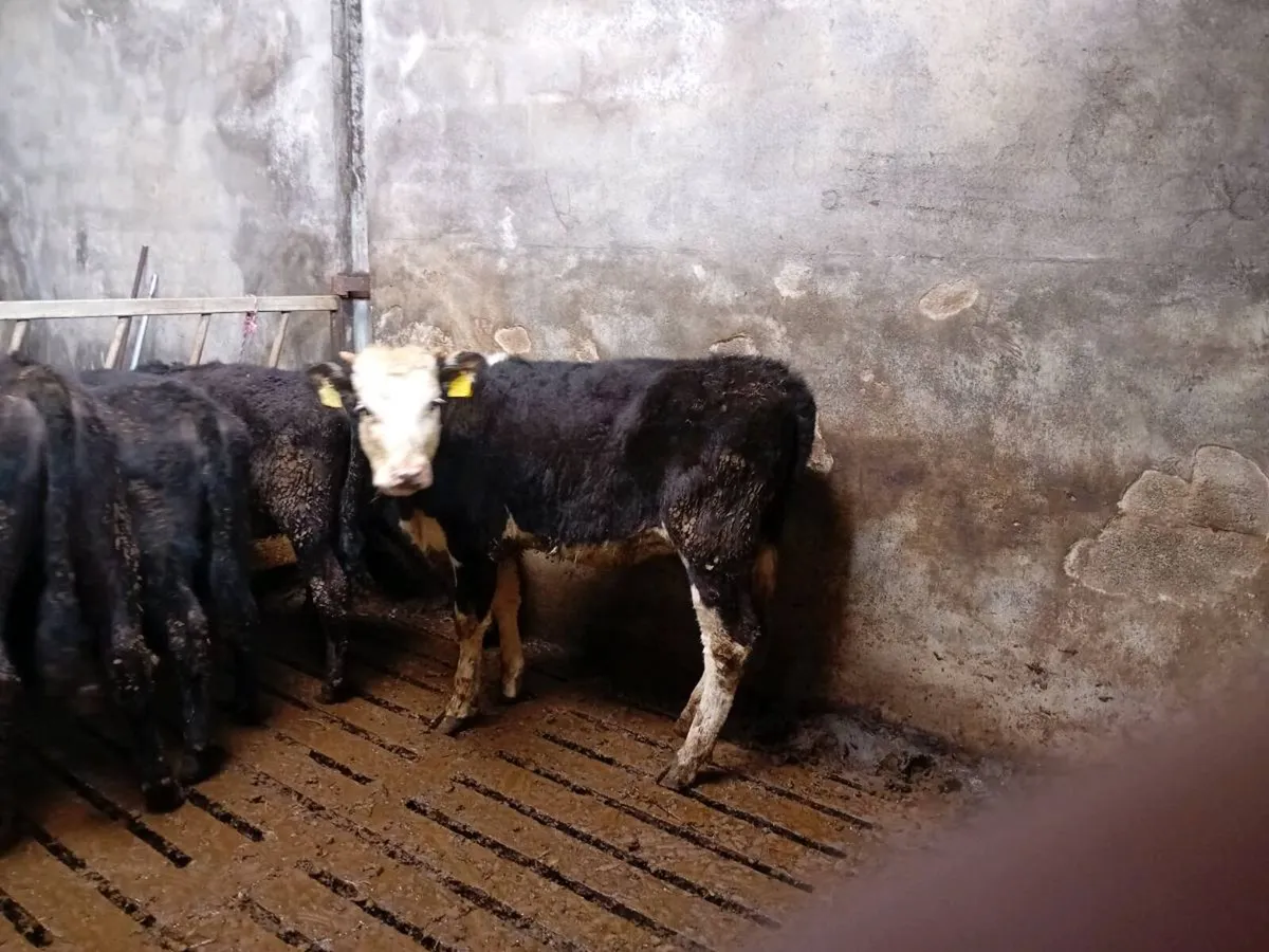 Weanling heifers - Image 3