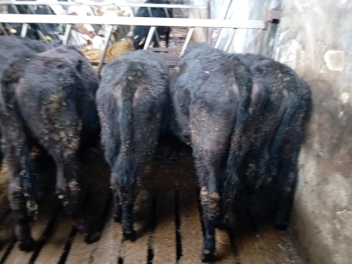 Weanling heifers - Image 4