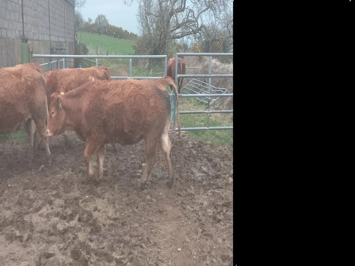 Incalf heifers - Image 3