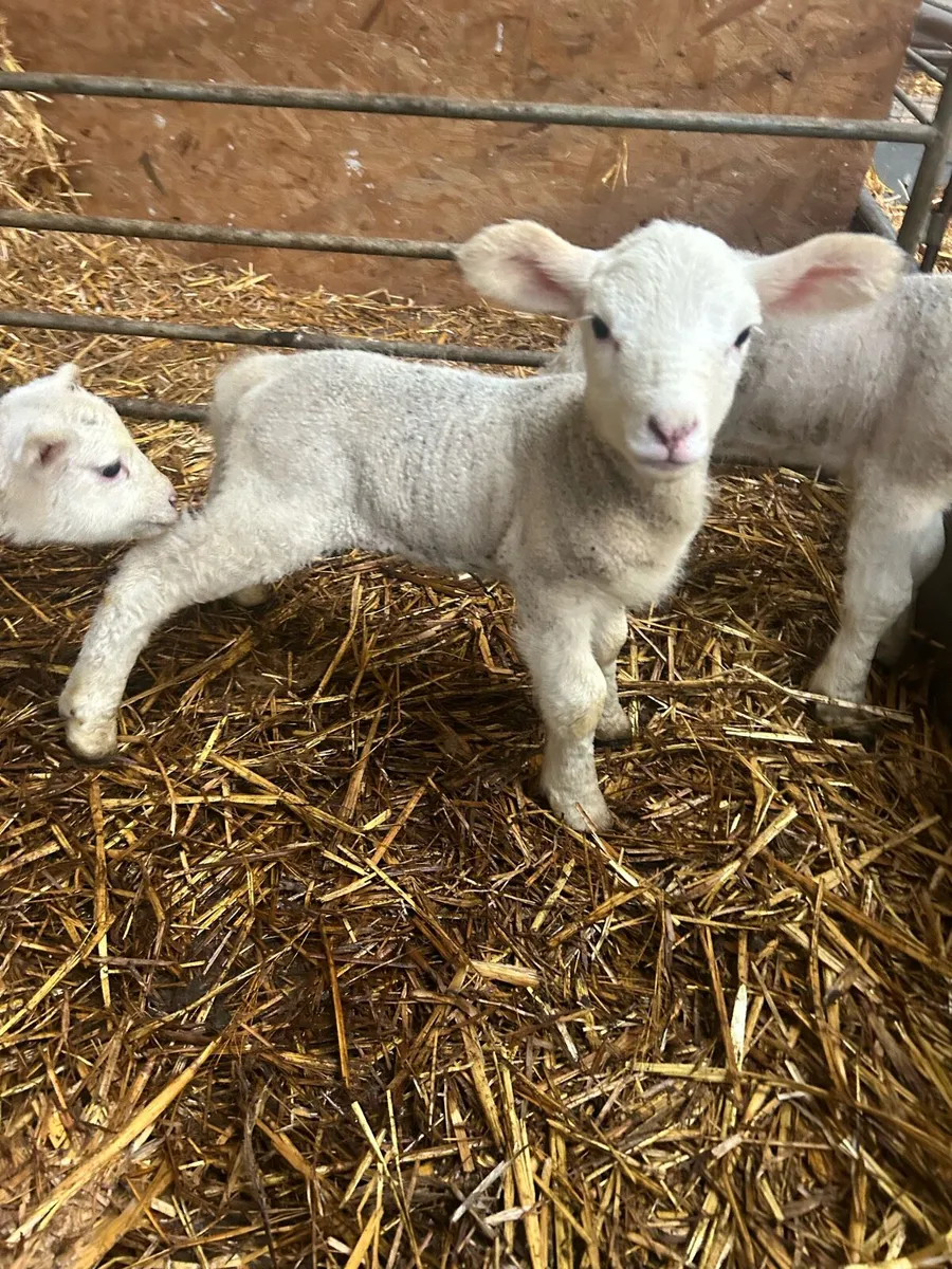 Lambs - Image 1